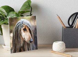 Gifts for Afghan Hound lovers